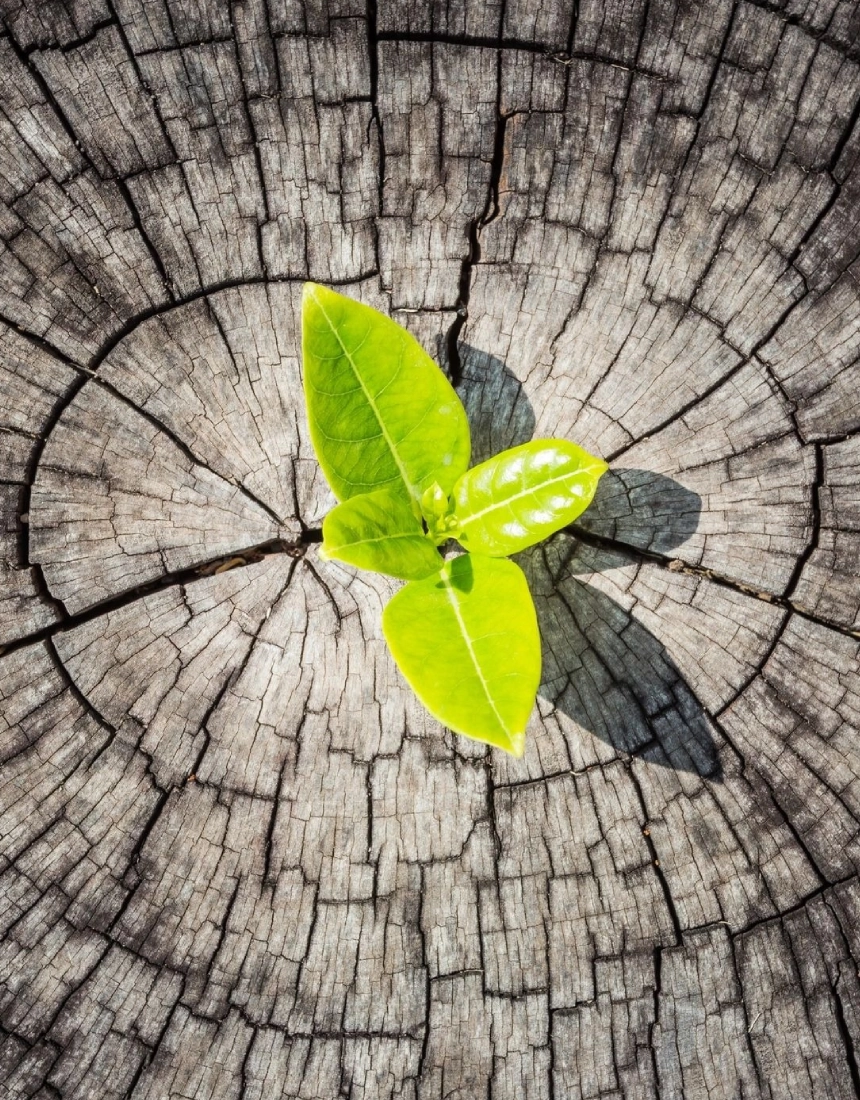 A green leaf sitting on top of a tree stump.